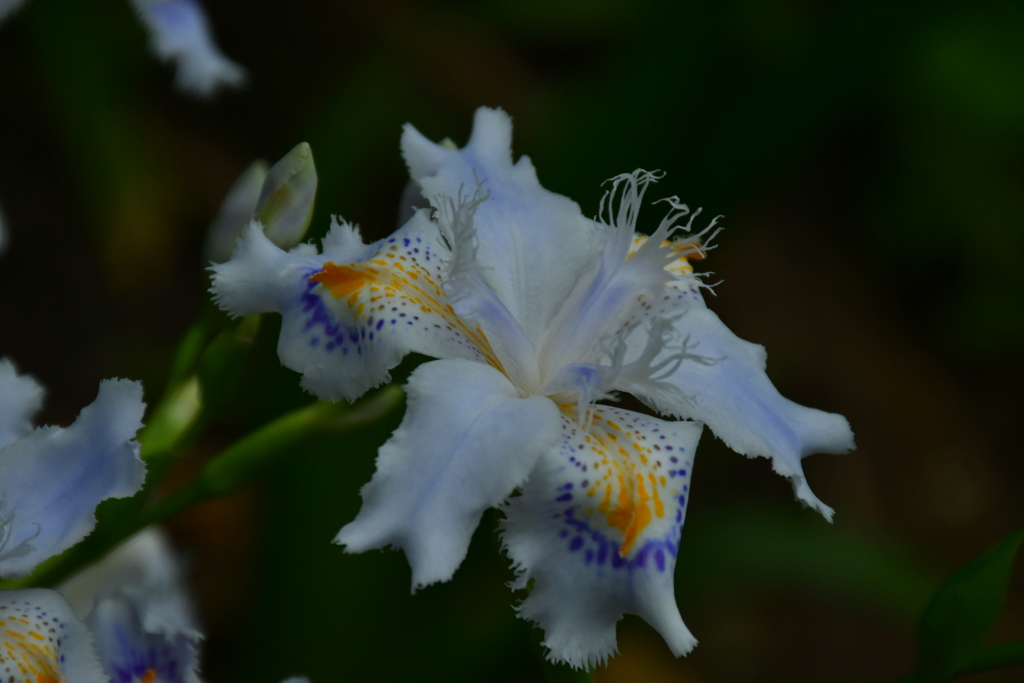 花の趣。