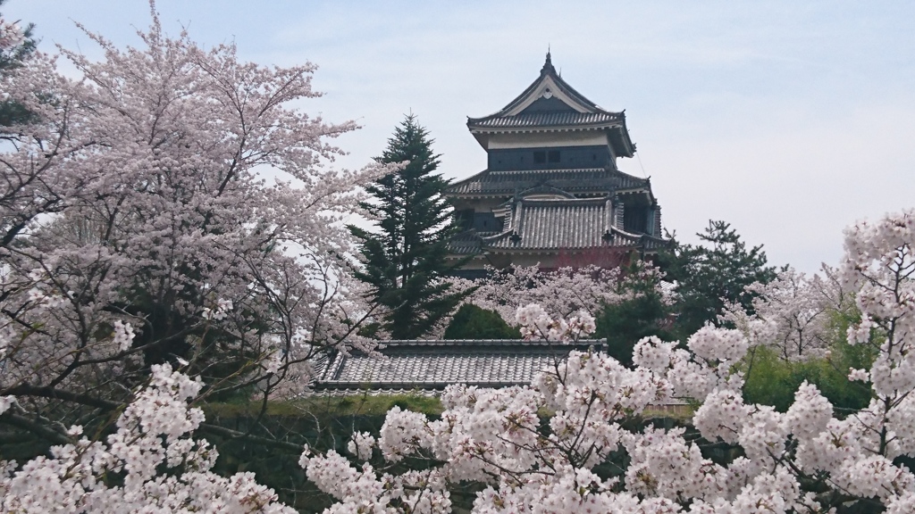 春爛漫の烏城。