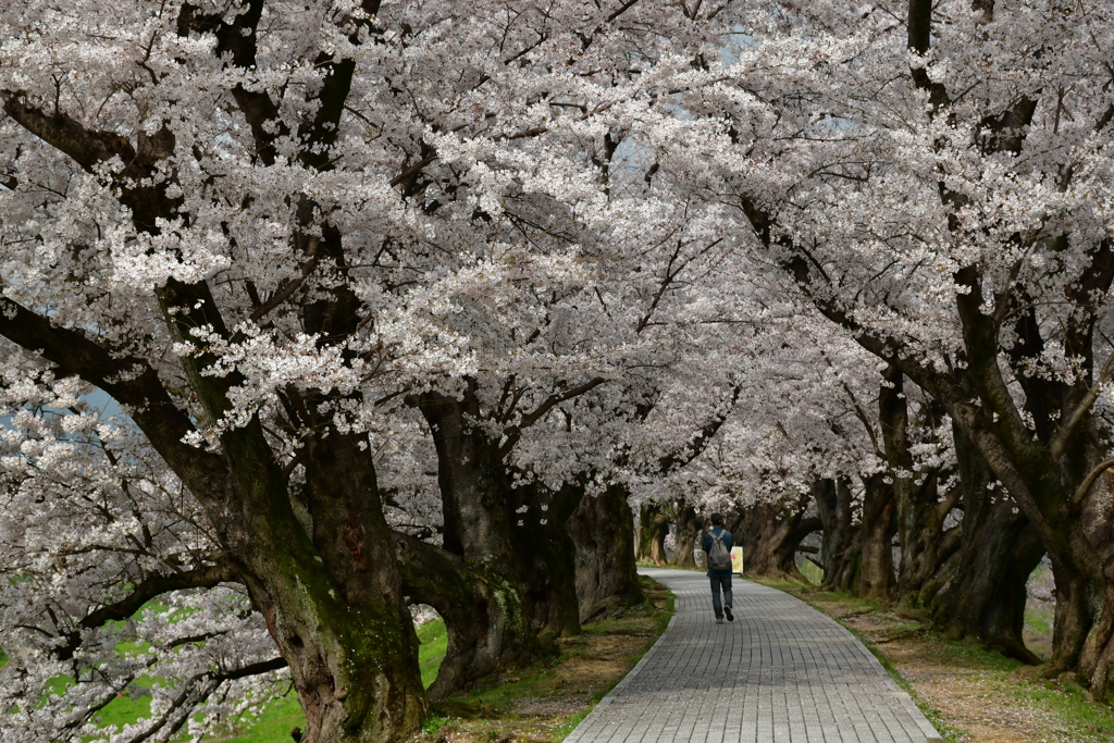 桜を追いかけた一日 京都編。