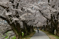桜を追いかけた一日 京都編。