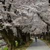 桜を追いかけた一日 京都編。