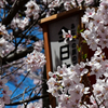 信州の春。