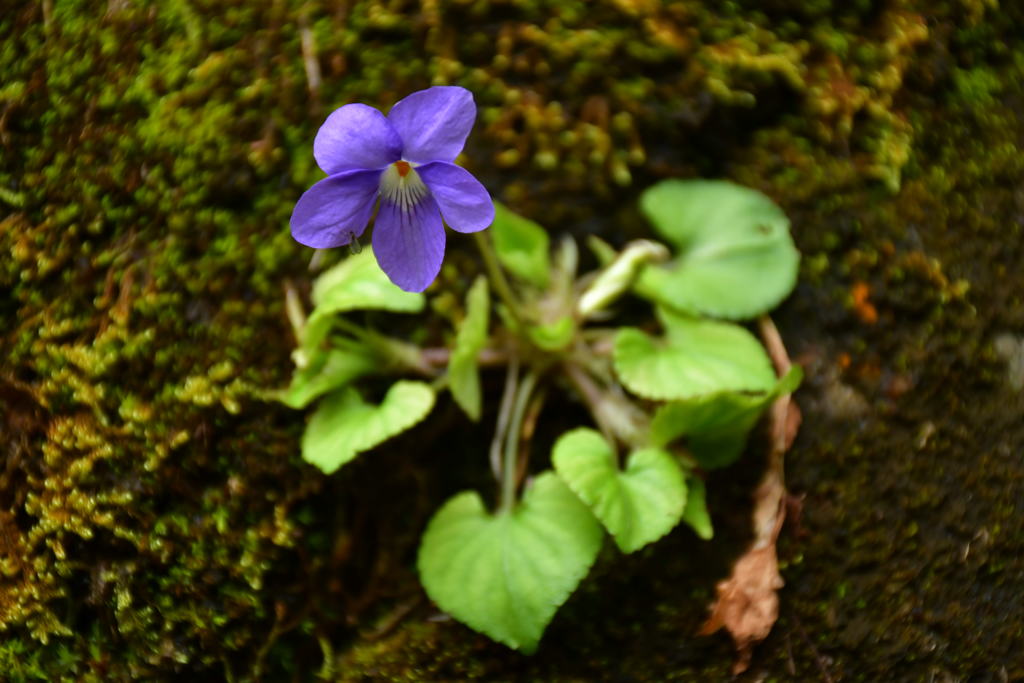 菫。