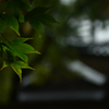 青紅葉。