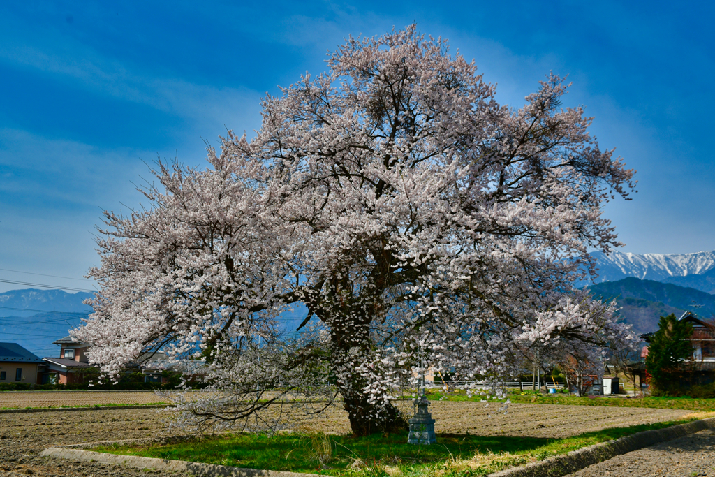 須沼の一本桜。