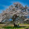 須沼の一本桜。