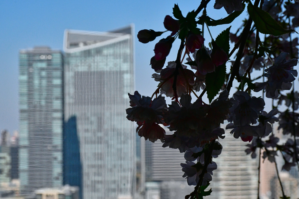 333メートルの桜。