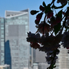 333メートルの桜。