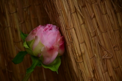 花咲く前。