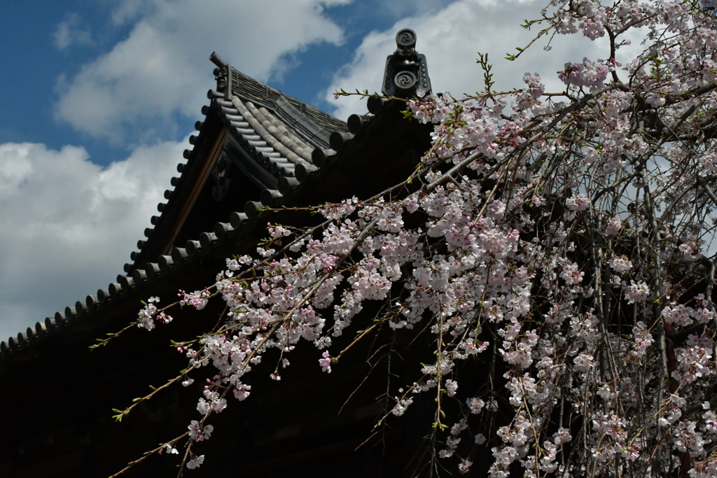 南紀の桜。