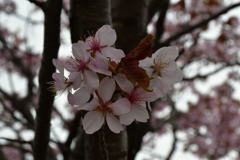 四度目の桜。