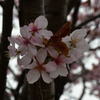 四度目の桜。