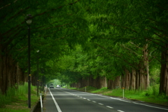 緑の道。
