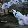 桜にアオサギ。