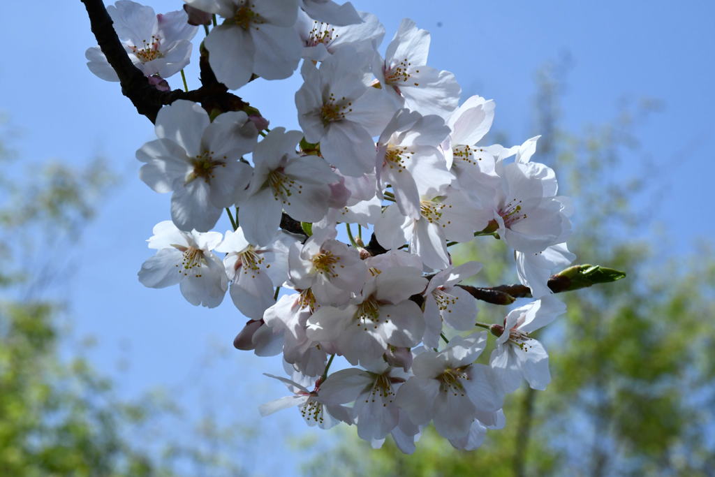 sakura。