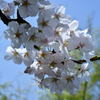 sakura。