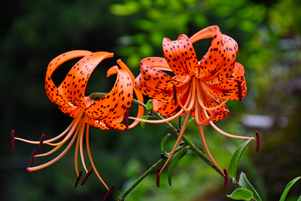 路傍の花。