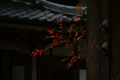 南天の小景。