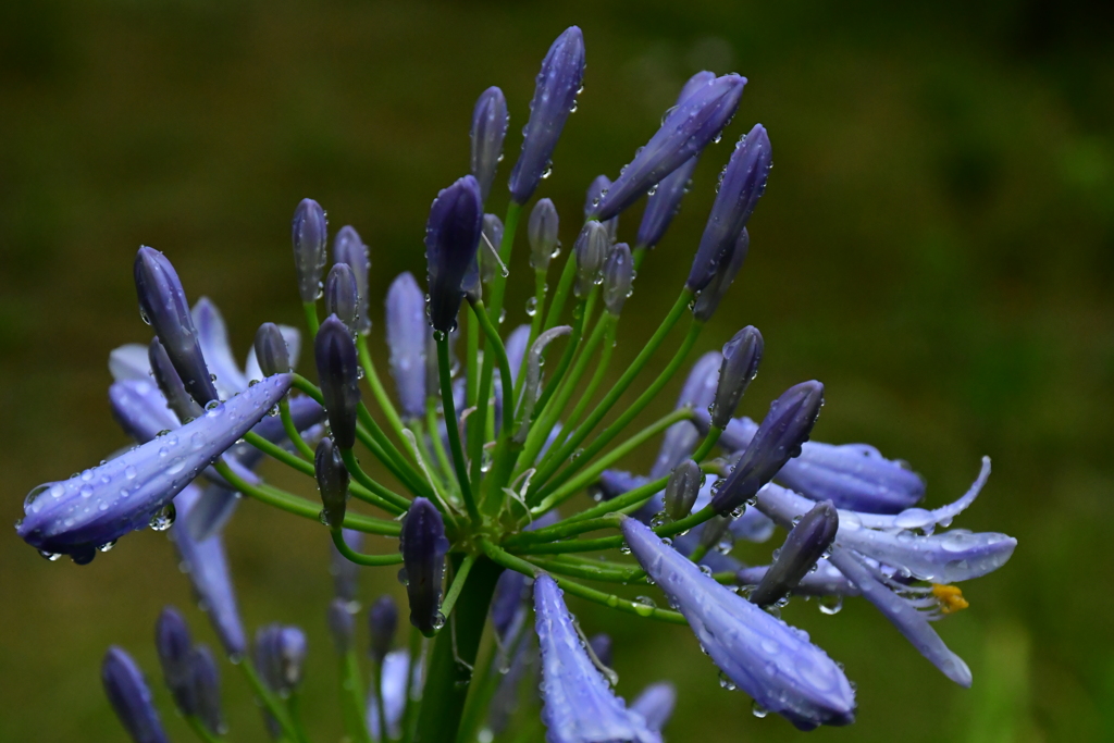 撮りたかった花。