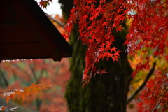 雨に茜色。
