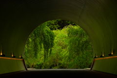 緑のトンネル。
