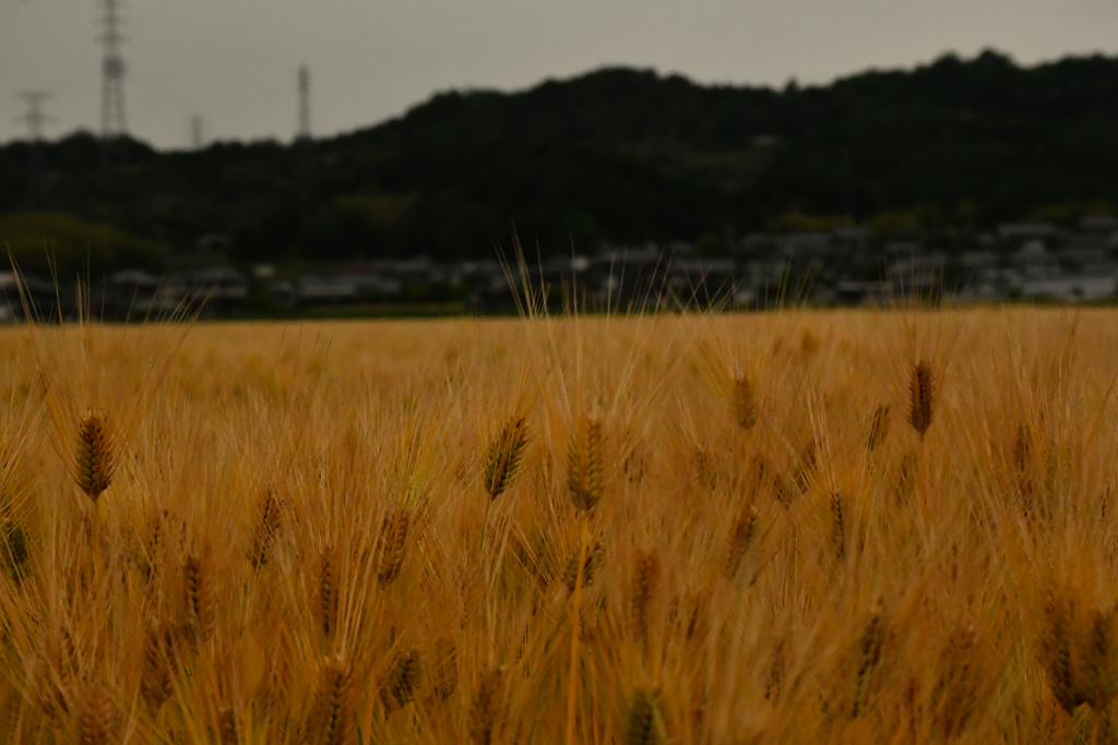 麦畑。