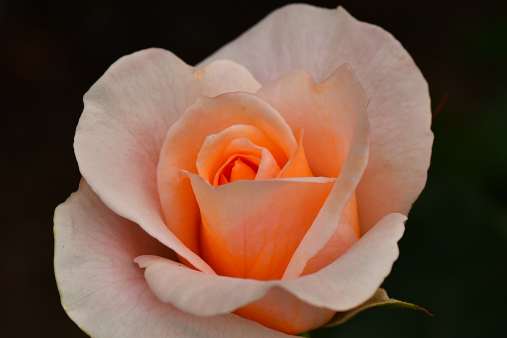 薔薇色。