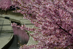 水面にも桜。