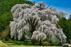 桜の咲く頃に。