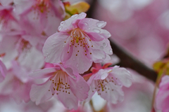 雨情の桜。