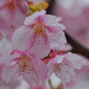 雨情の桜。