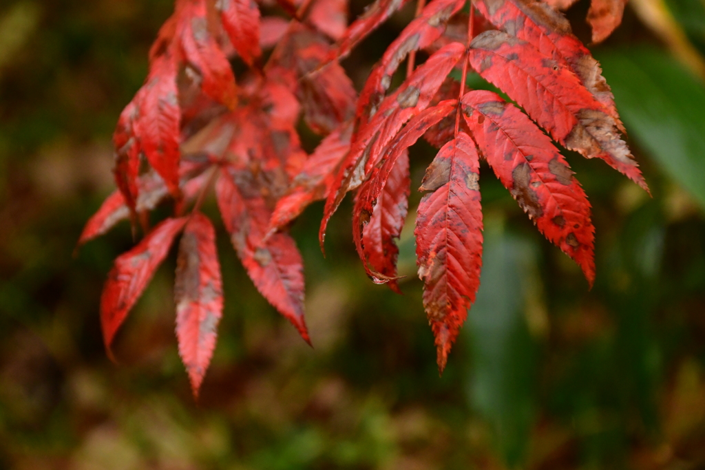 紅い葉の記憶。