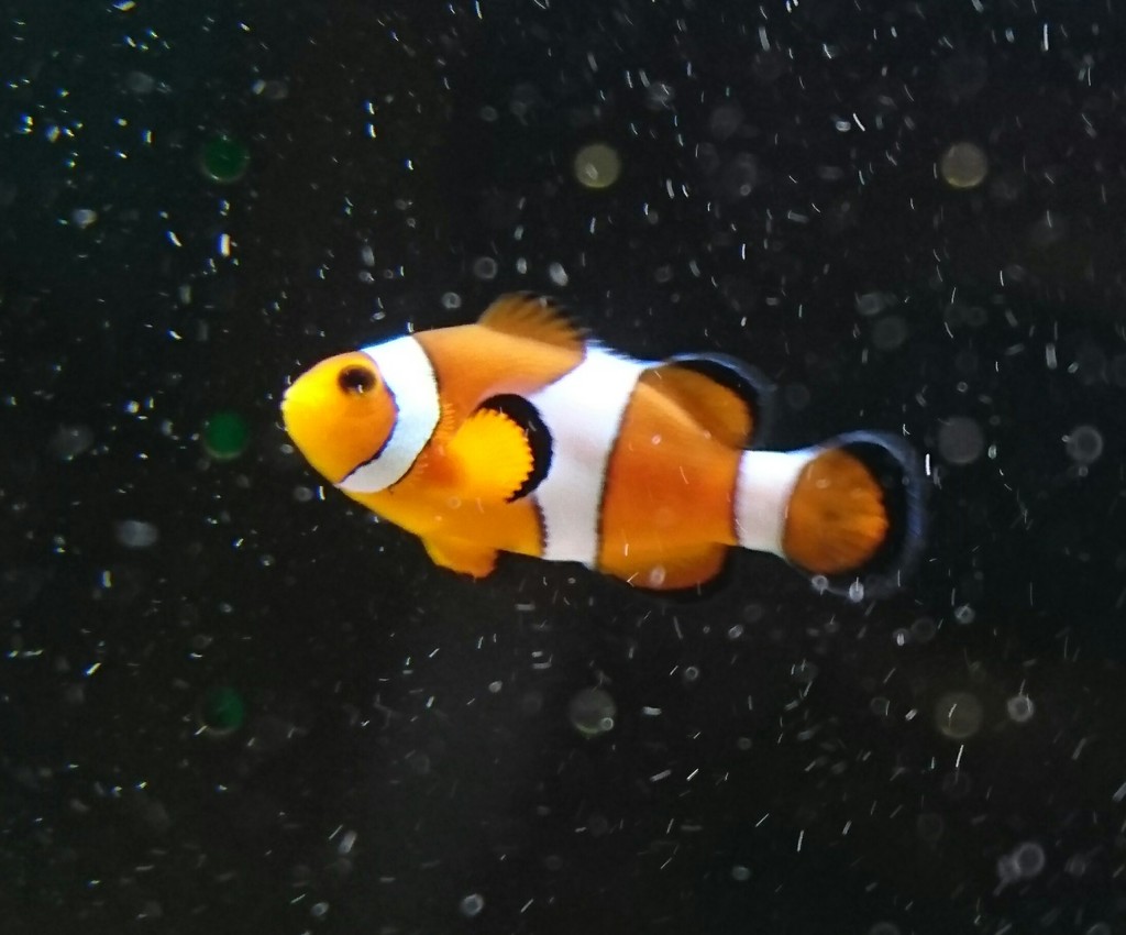 ニモ発見！！
