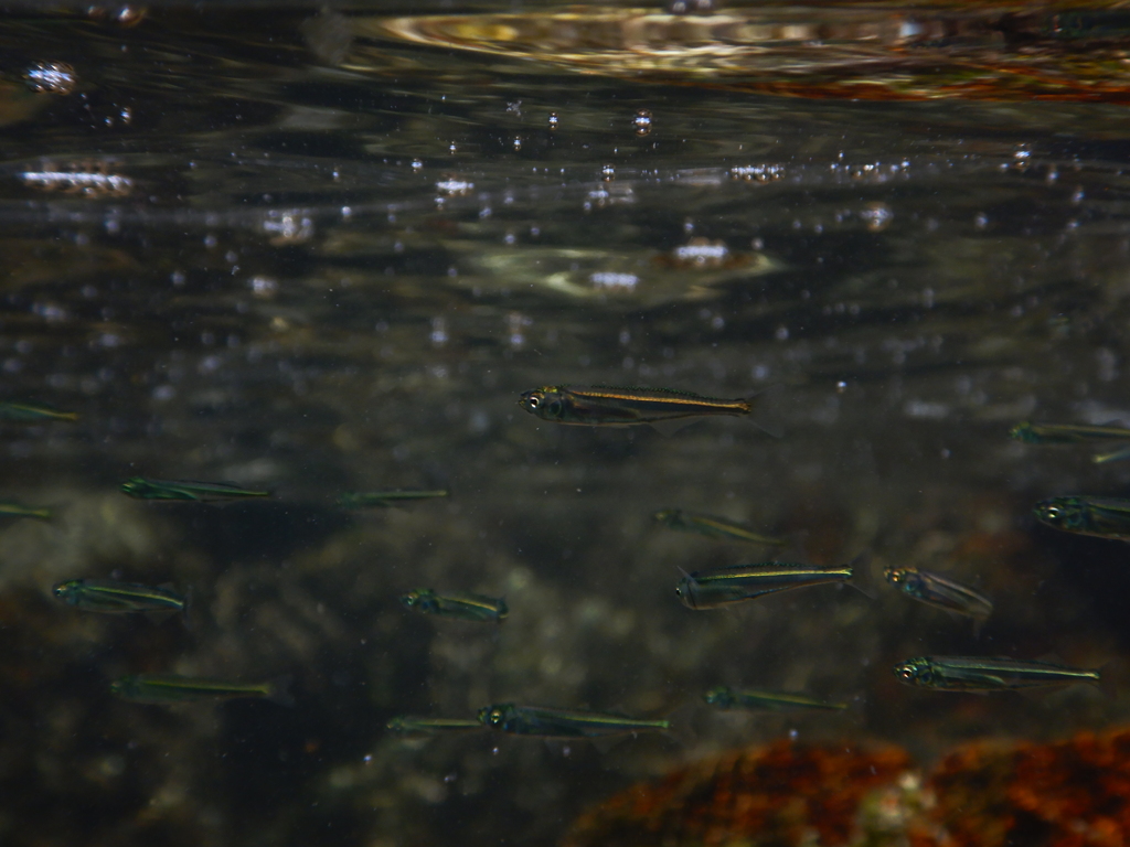 お魚さん。