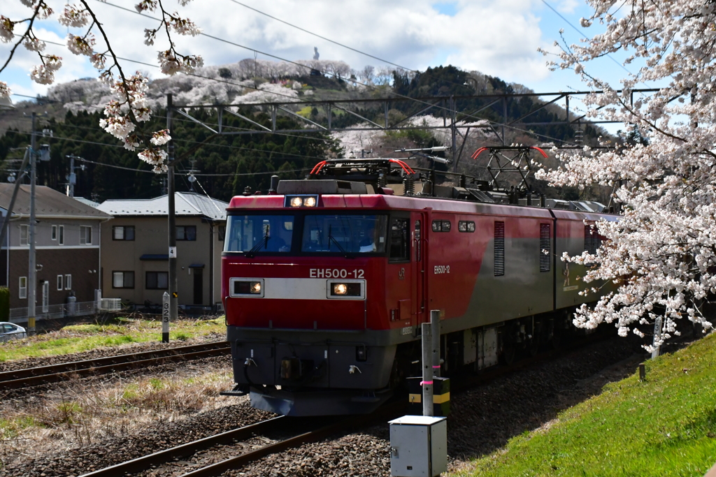 桜と金太郎。