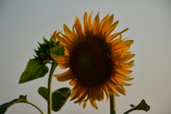 太陽の花。