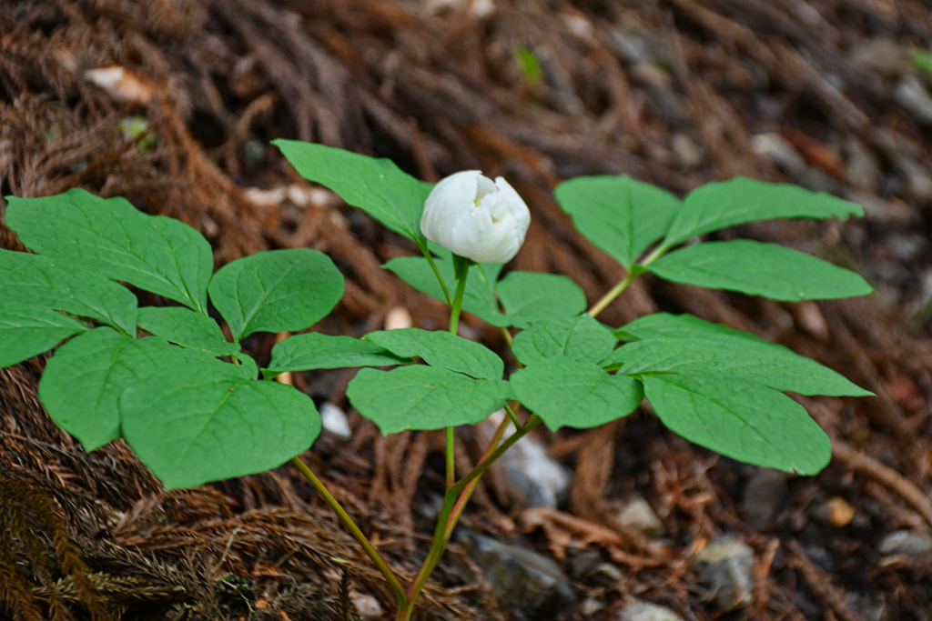 立てば芍薬。