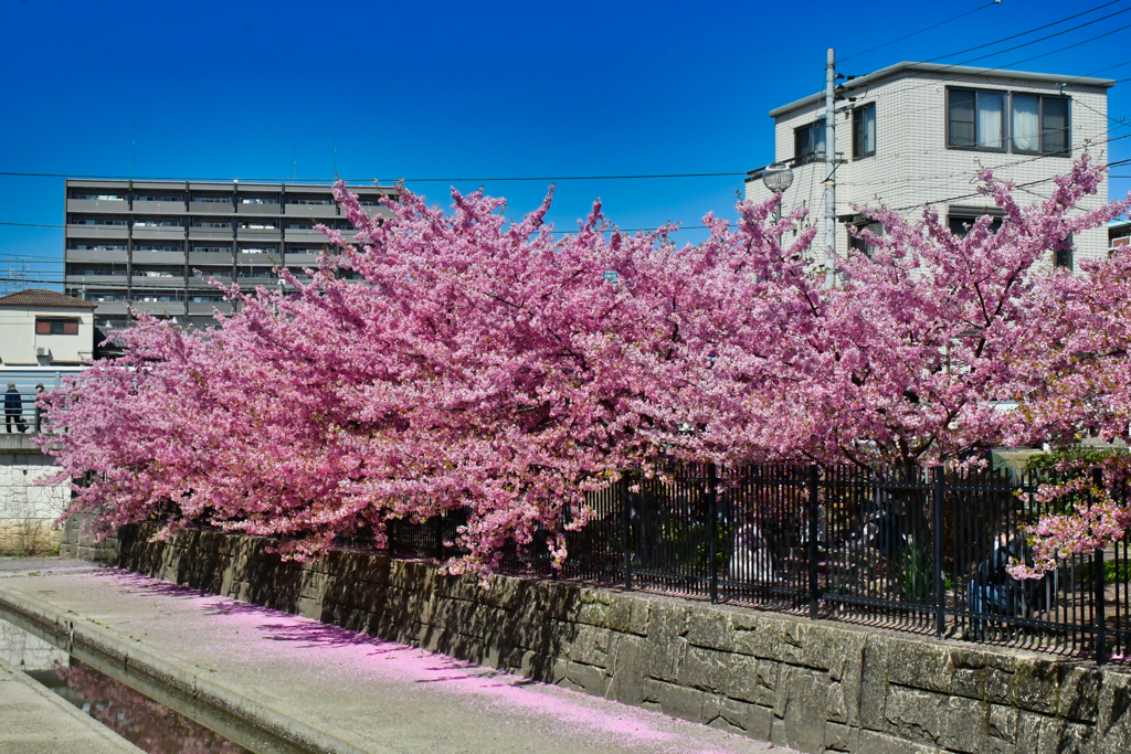 満開の桜に。