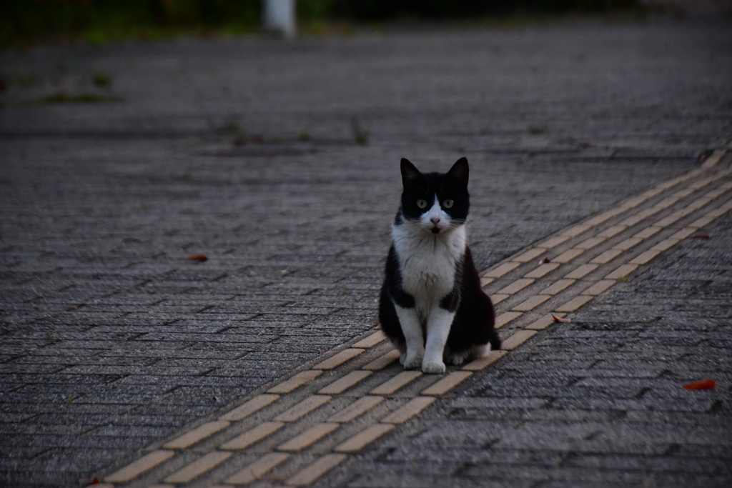 ねこみみスイッチ。