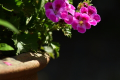 植木鉢より今日は。
