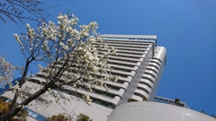 ビルと木蓮。