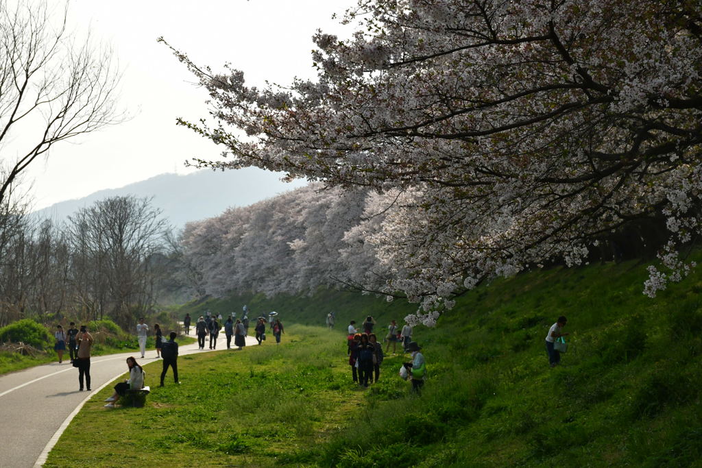 お花見。