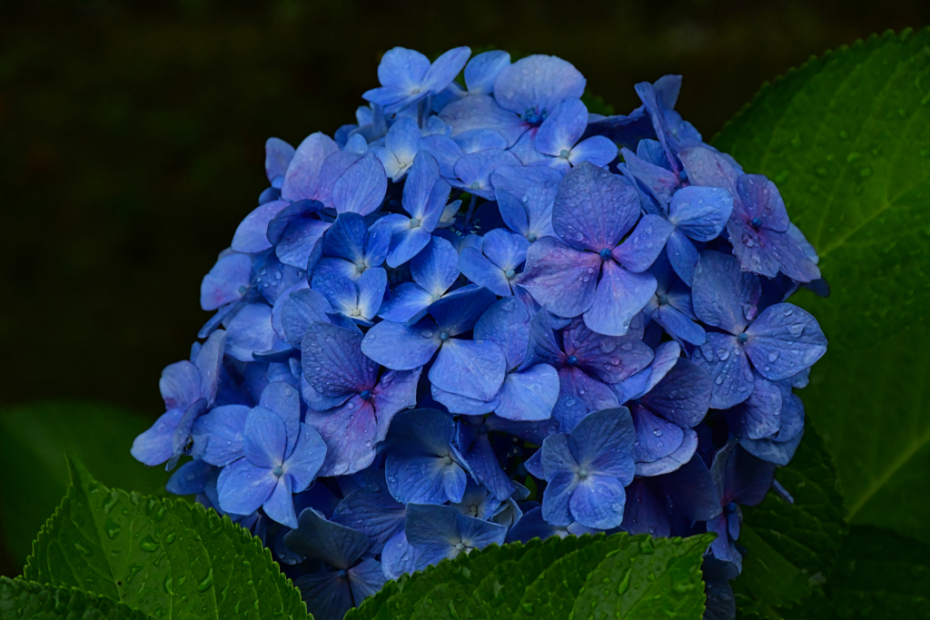 紫陽花。