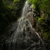井氷鹿。