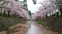 日本桜の名所百選。