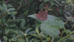 蝶。