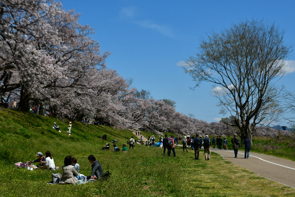 楽桜。