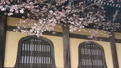 お寺と桜。