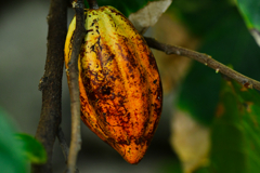 cacao100.