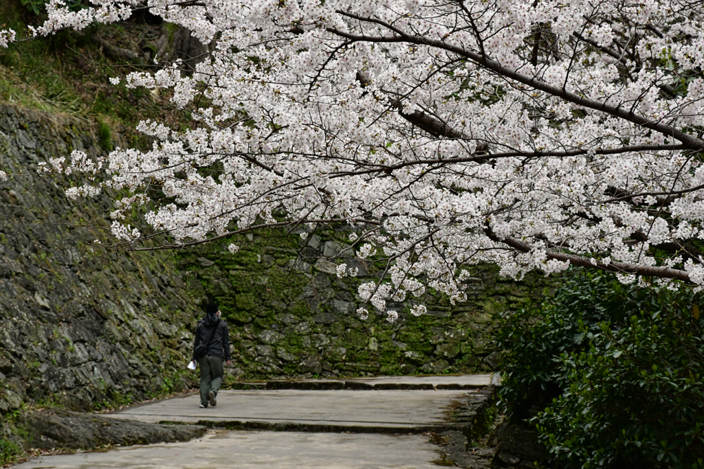桜坂。